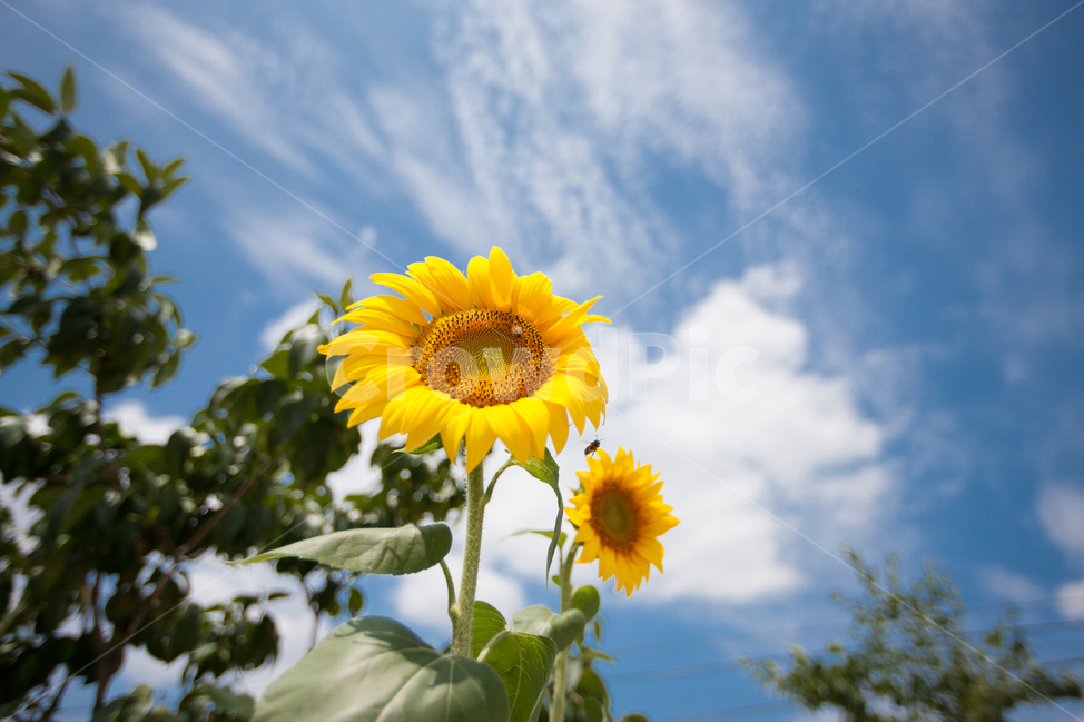 해바라기,들꽃,봄꽃,여름꽃,해바라기씨,식물,자연,plants,nature,꽃,flower
