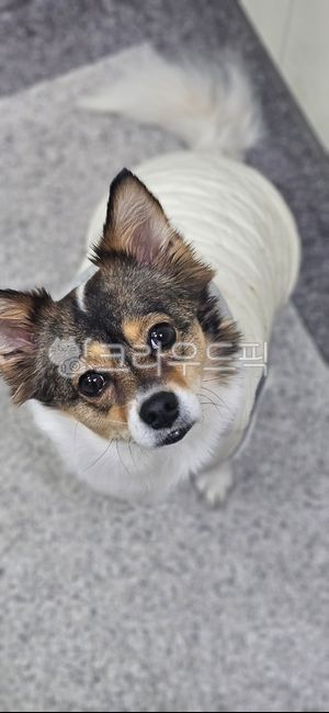 puppy,올려다보는개,animal,동물,dog,개,mammal,포유류,pet,애완동물,강아지