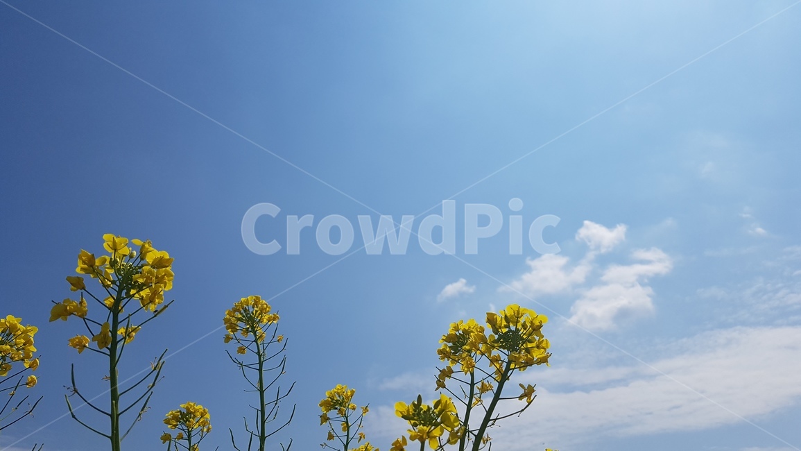 꽃,유채꽃,하늘,자연,노랑,노란색,노란꽃,청량,식물,자연,plants,nature,꽃,flower