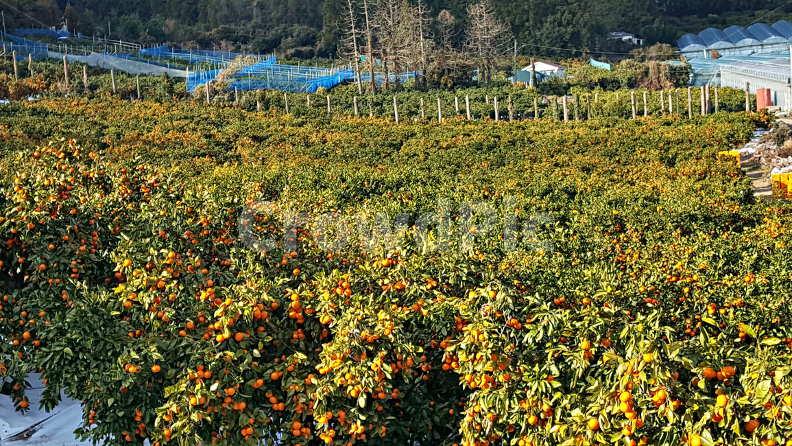귤,귤나무,감귤,자연,nature,옥외,outdoors,plant,식물,fruit,과일,food,음식,과일,열매,fruit