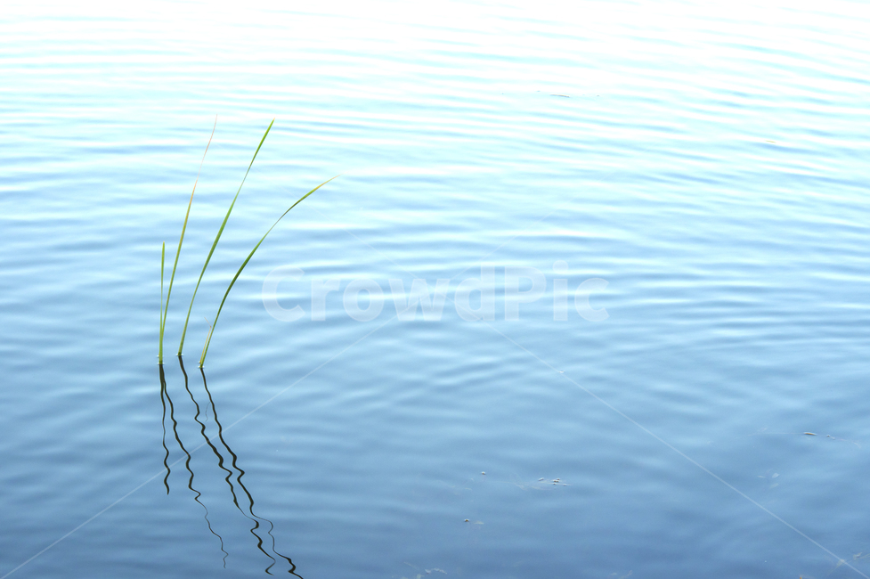 잡풀,물풀,부들,갈대,호수에,풀은,물결무늬,water,outdoors,물,옥외,식물,자연,plants,nature