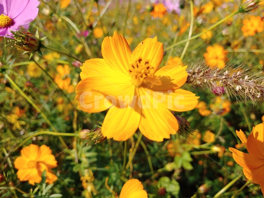 꽃,노란꽃,식물,코스모스,자연,식물,자연,plants,nature,꽃,flower