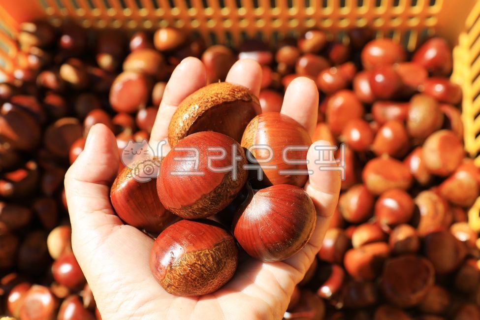 human hand,harvest,body part,chestnut,nut,food,pick up,autumn,chestnuts,hand