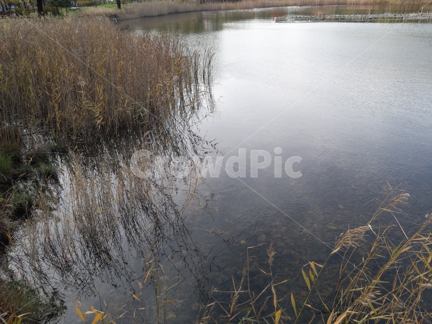plant,식물,grass,water,물,nature,자연,land,호수,lake,갈대,reed,잔디