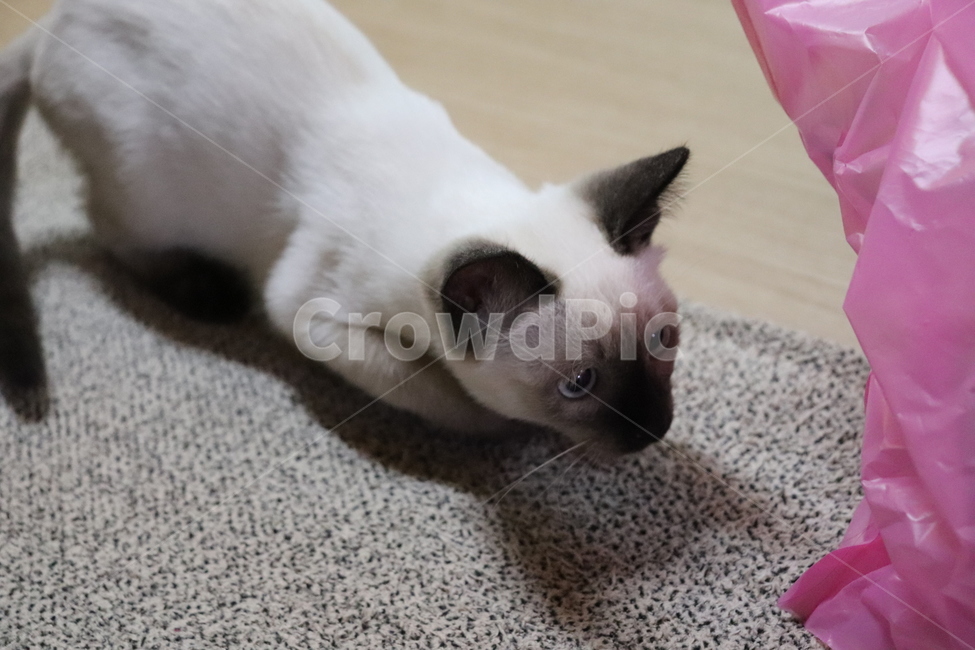 고양이,애완묘,애완동물,반려동물,반려묘
