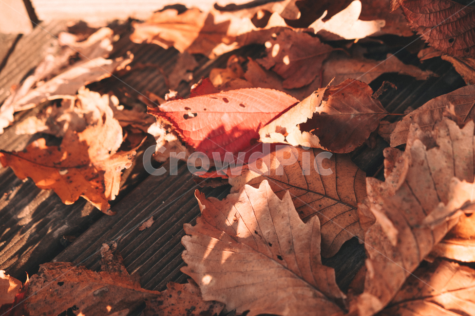 나뭇잎,잎사귀,자연,가을,단풍,가을,계절,fall,autumn,season,감성,sensible,feeling,plant,식물,leaf,잎