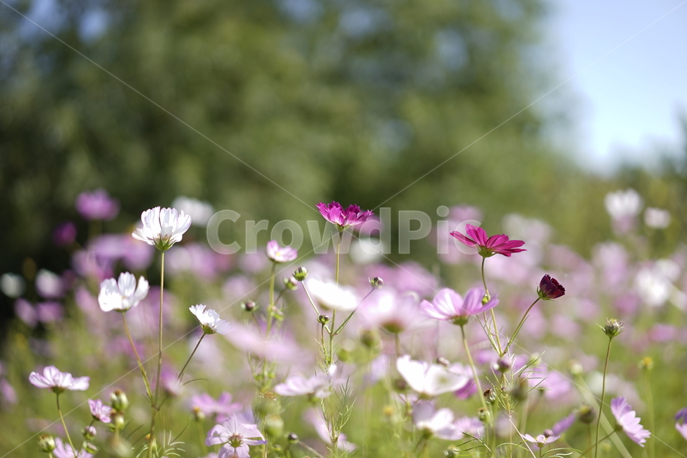 코스모스,가을,가을꽃,핑크,꽃,꽃밭,가을,계절,fall,autumn,season,식물,자연,plants,nature,꽃,flower,geranium,제라늄,plant,blossom,anemone,아네모네