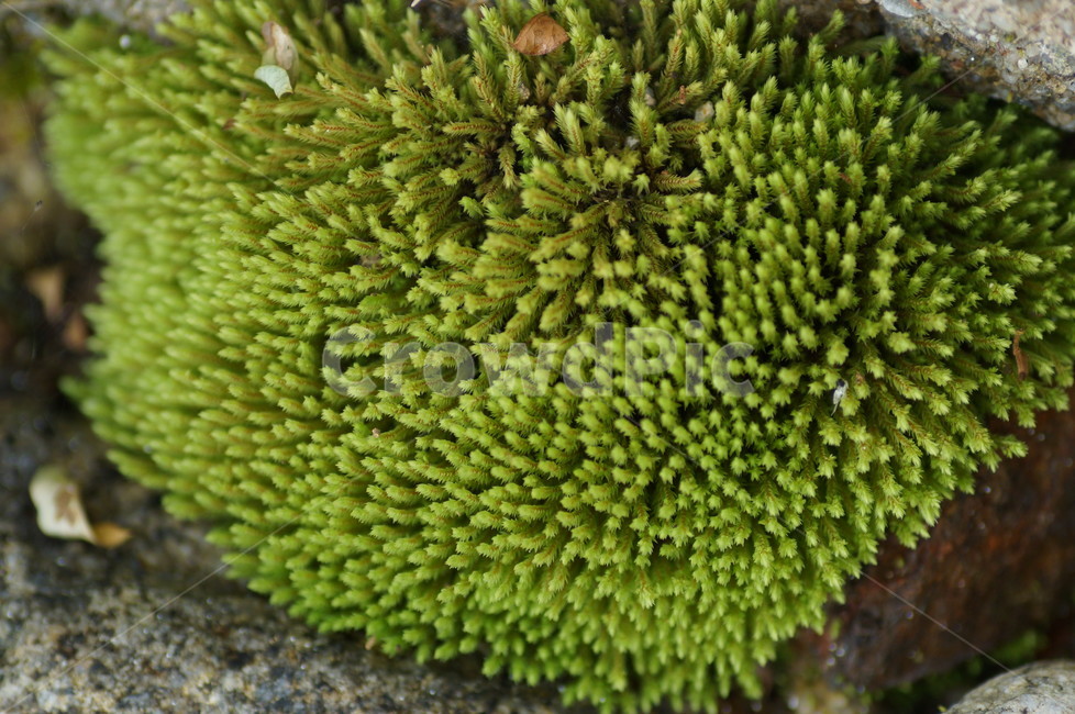 이끼,솔이끼,습지,돌이끼,이끼식물,식물,선류,식물,자연,plants,nature