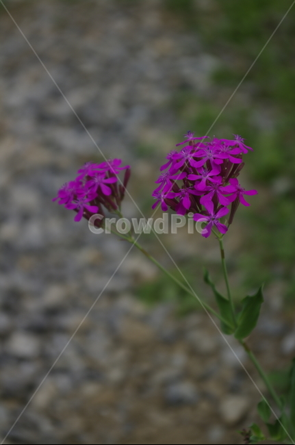 끈끈이대나물,꽃,flower,식물,plant,자연,nature