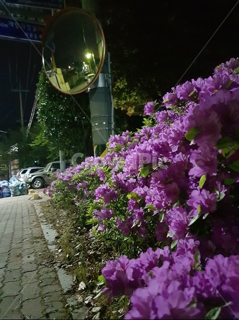 꽃,거리,새벽,가로등,감성