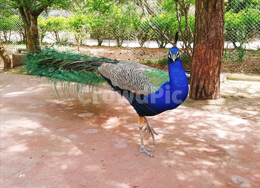 동물,bird,새,공작,peacock,animal,조류,새,birds
