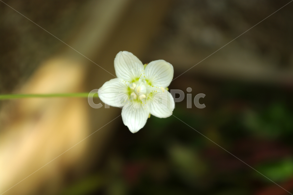 꽃,식물,flower,plant,color,식물,자연,plants,nature,꽃,flower