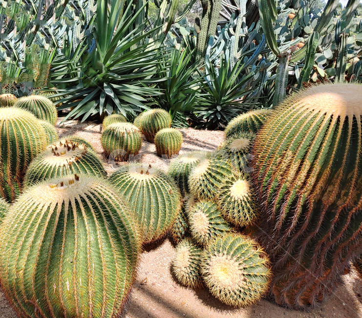 plant,식물,선인장,사막,열대,열댁식물,숲,풀,자연