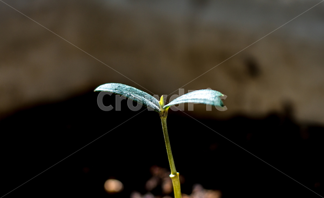 나뭇잎,잎사귀,잎,새싹,tree,leave,leaf,식물,자연,plants,nature