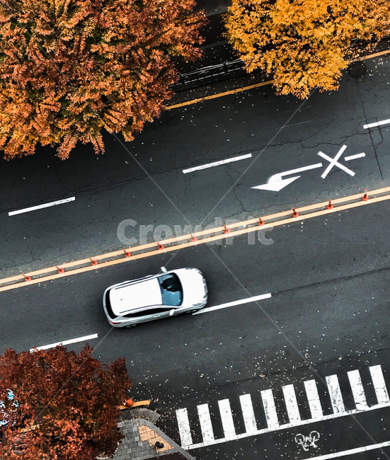 단풍,도로,나무,가을,가을풍경,차도,autumn,road,street,aerial,car,fall,leaves,autumnleaves,foliage,asphalt,아스팔트,가을,계절,fall,autumn,season