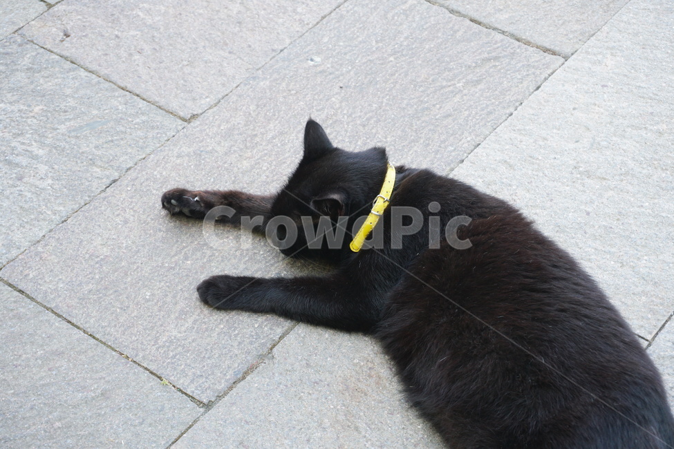 고양이,애완동물,cat,animal,길고양이,동물,검은고양이,네로,blackcat,road