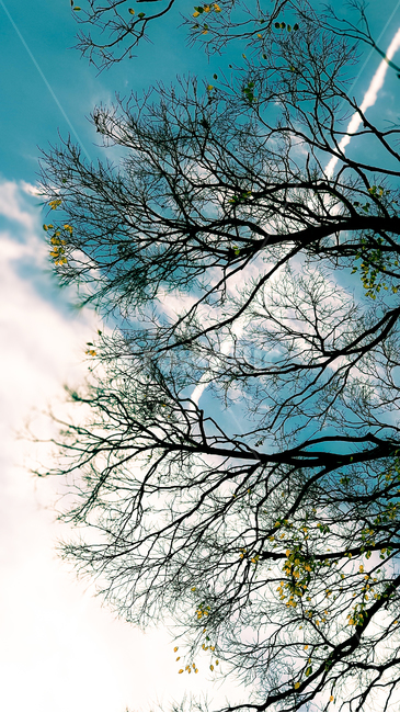 일본,오사카,하늘,나무,하늘길,겨울하늘,japen,osaka,sky,tree,wintersky