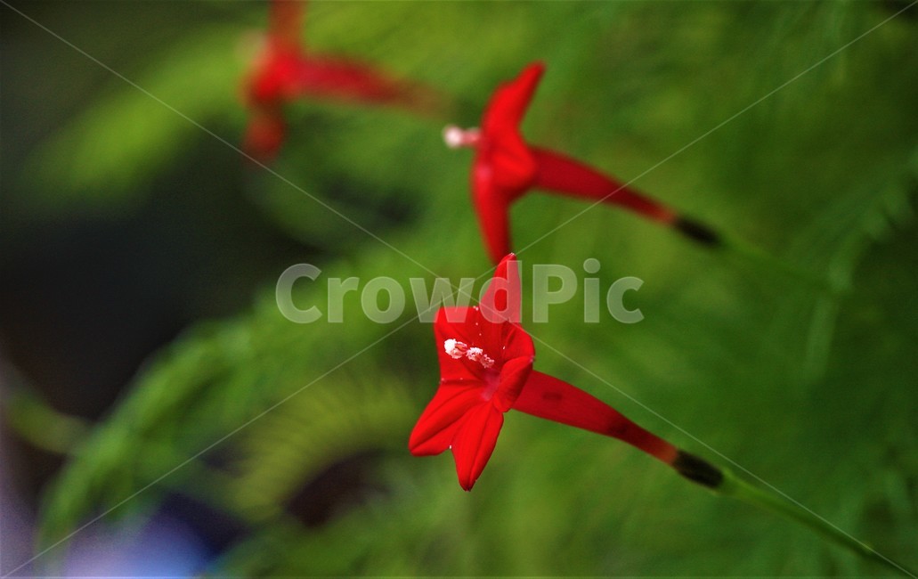 꽃,접사,뼐꽃,자연,flower,식물,자연,plants,nature,꽃,flower