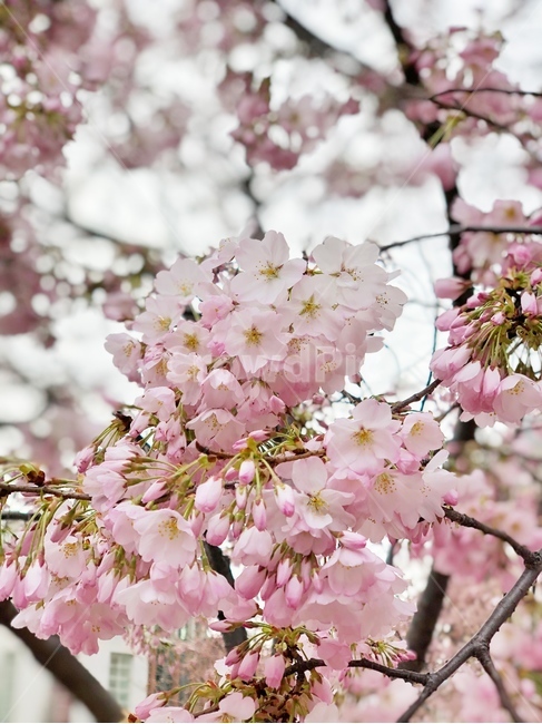 벚꽃,cherryblossoms,나무,벚꽃잎,벚꽃나무