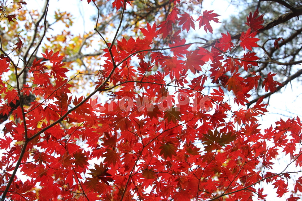 가을,가을낙엽,낙엽,나뭇잎,단풍,가을,계절,fall,autumn,season,plant,식물,leaf,잎,tree,나무,maple