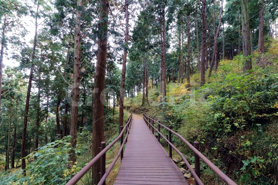 숲길,산길,산책,나무데크,편백림,나무,계절,가을,산,오솔길,아무도없는,한적한,자연,자연,풍경,nature,landscape,식물,plants,나무,trees,wood,building,건물,boardwalk,산책로,bridge,다리