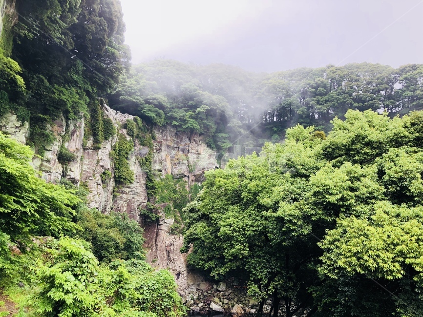 안개,제주도,여유,풍경,자연,식물,나무,tree,자연,풍경,nature,landscape