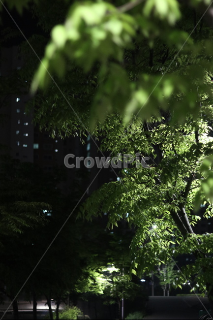 야경,잎,나무,푸르름,봄,밤,불,야경,밤,풍경,nightscape,night,landscape,식물,자연,plants,nature,나무,trees,wood