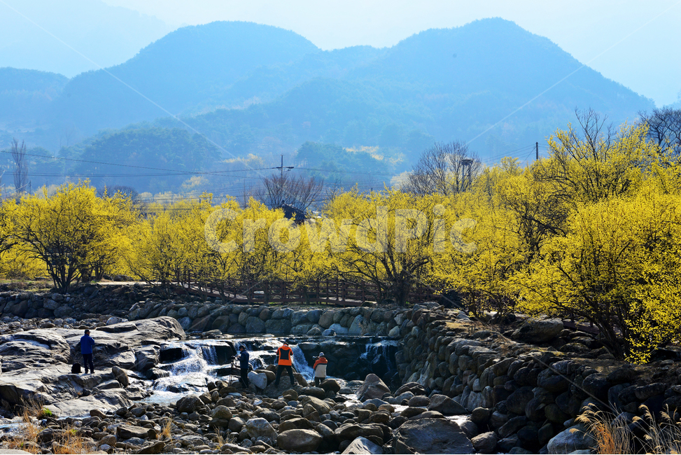 전남,구례,산동,산수유마을,산동산수유마을,산수유,산수유꽃,노랑꽃,봄,봄꽃,계절,water,물,nature,자연,경치,경관,풍경,outdoors,옥외,stream,흐름,자연,풍경,nature,landscape