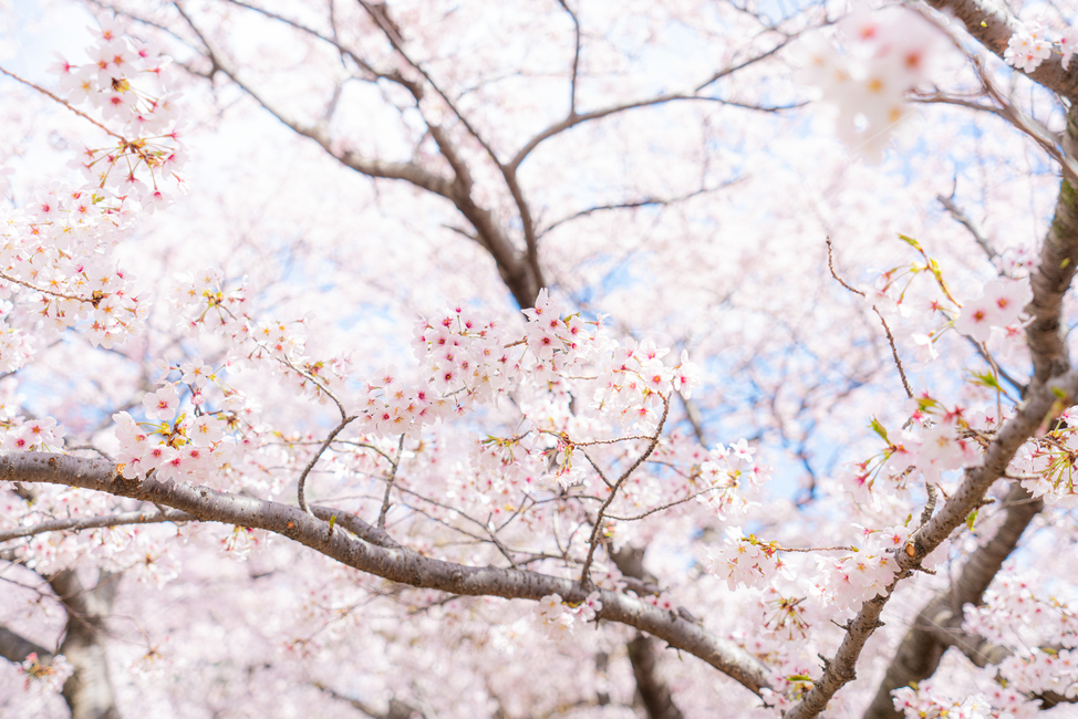 cherryblossom,cherry,background,season,pink,natural,nature,blossom,plant,beautiful,flower,spring,tree,bloom,fullbloom,벚꽃,버찌,벚나무,배경,벚꽃시즌,분홍,핑크,자연,식물,아름다움,꽃,봄,나무,만개,clear,fine,sky,skybackground,soft,청명한,하늘,하늘배경,봄,계절,spring,season
