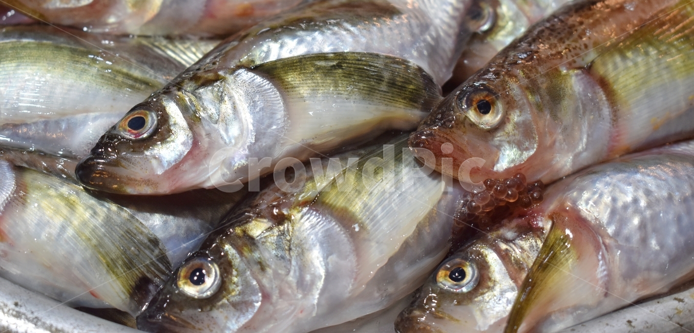 fish,물고기,청어,sealife,시장,생물,생선,눈알,아가미,지느러미,비늘