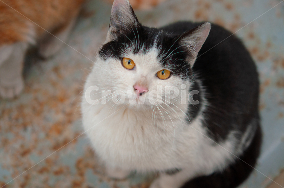 귀여운,수염,털,야생,배경,cute,beard,fur,wild,background,포유류,mammal,animal,동물,pet,애완동물,cat,고양이,동물,animal,포유류,mammal,고양이,cat,kitten,kitty
