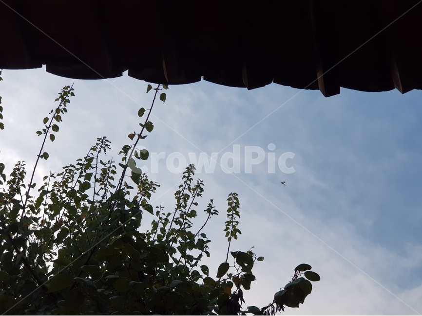 풍경,하늘,맑은날,경치,구름,산책,한국,korea,scenery,sky,sunnyday,view,cloud,natrue,식물,자연,plants,nature