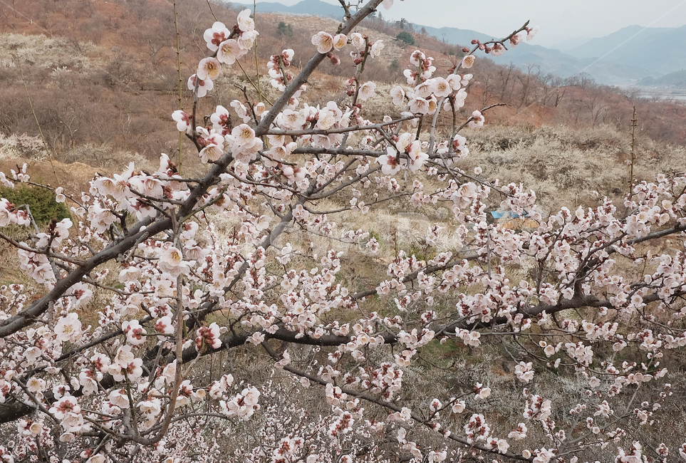 광양,광양매화군락지,매화군락지,매화마을,광양매화마을
