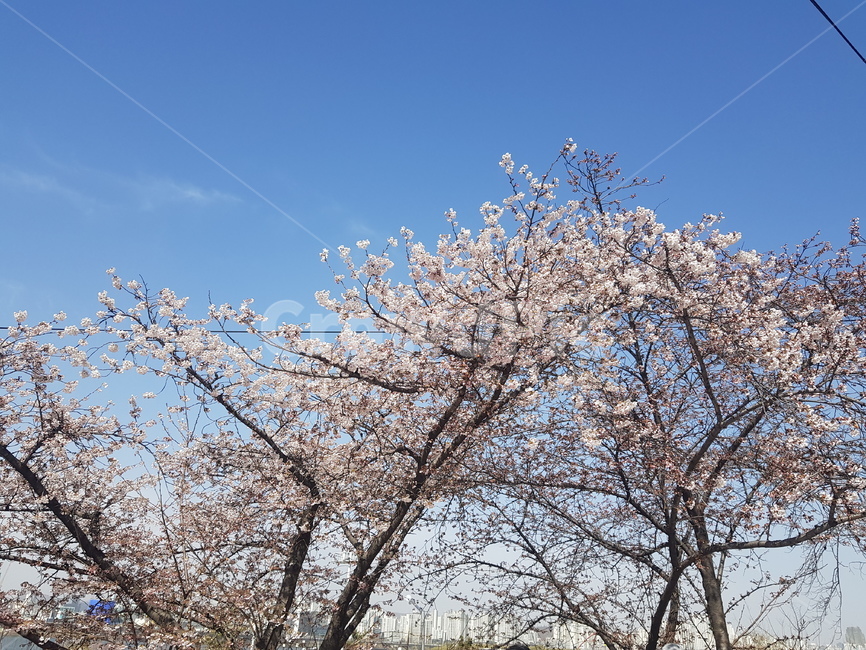 벚꽃,하늘,봄,spring,sky,cherryblossom