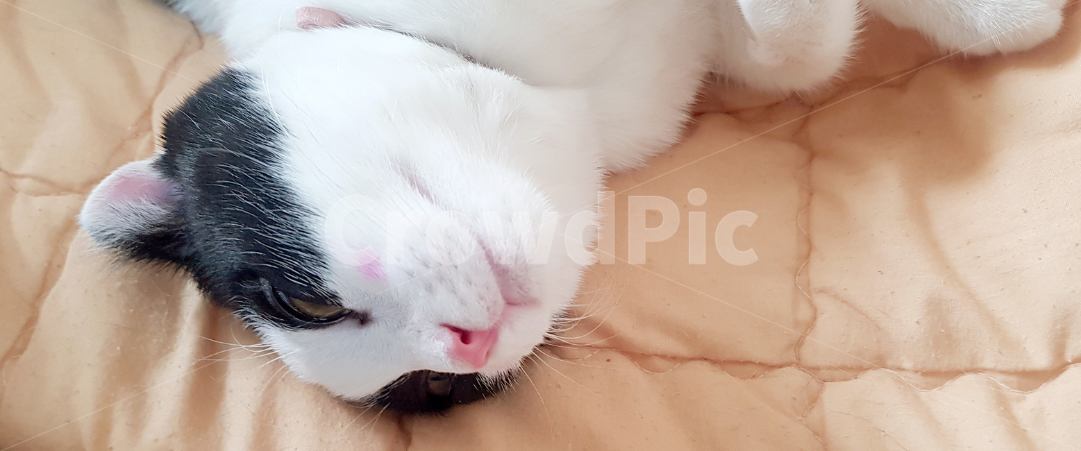 고양이코,핑크코,고양이,cat,볼터치,pet,애완동물,스코티쉬폴드,볼터치냥,반려묘