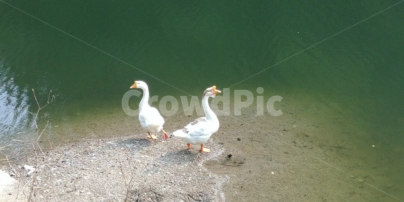 거위,거위한쌍,등돌리는거위,거위두마리,물가거위,동물,animal,조류,새,birds