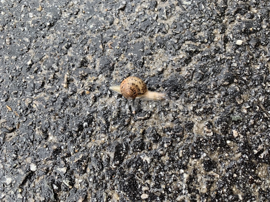달팽이,snail,ground,아스팔트,비