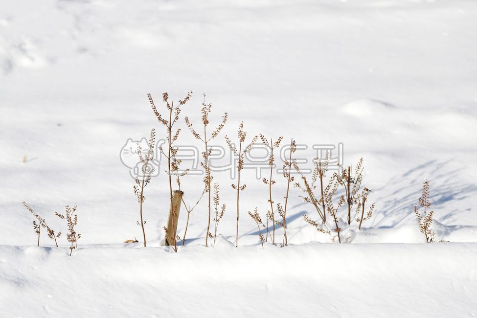 White,survival in the snow,winter,hibernation,Perilla seeds