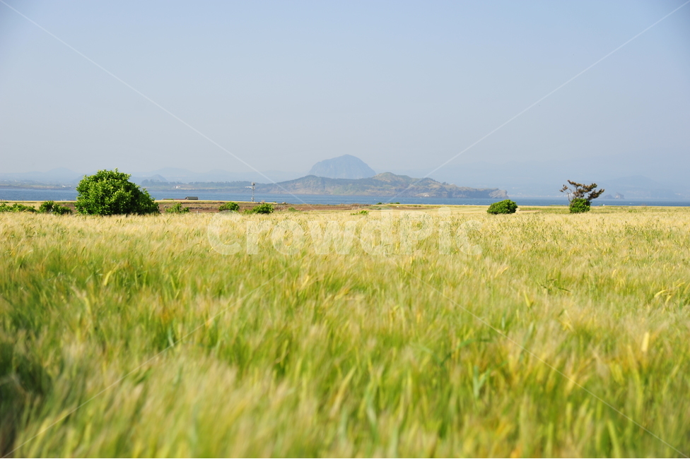 바다,하늘,제주도,청보리밭,가파도,자연,풍경,nature,landscape,outdoors,옥외,field,들,grassland,목초지