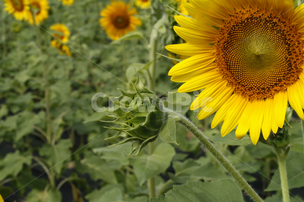 해바라기,여름,해바라기꽃,식물,해바라기씨,꽃잎,식물,자연,plants,nature,꽃,flower