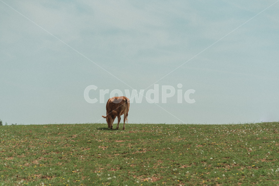 outdoors,옥외,nature,자연,소,cow,동물,animal,들,field,cattle,가축,mammal,포유류,목초지,grassland,동물,animal,포유류,mammal