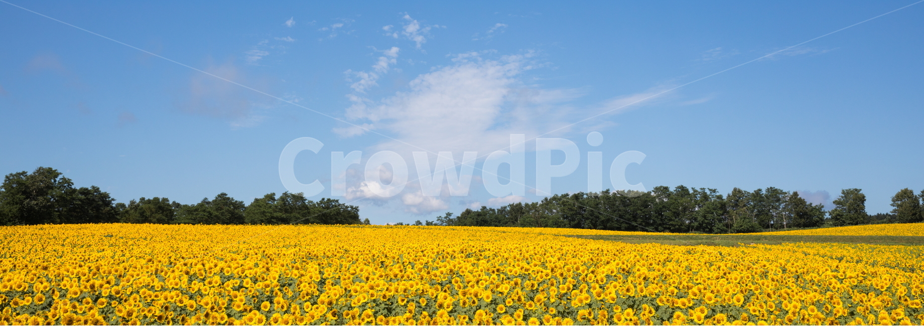 해바라기,해바라기꽃,선플라워,sunflower,꽃,flower,자연,풍경,nature,landscape,식물,plants,꽃,flower,field,들,outdoors,옥외,grassland,목초지