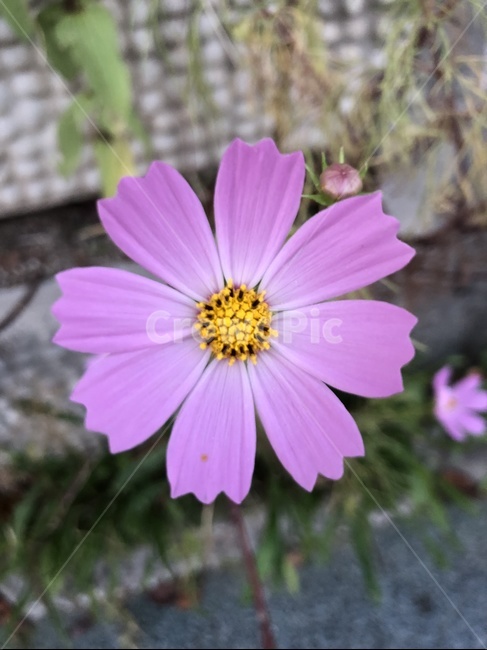 코스모스,야생화,가을,꽃,blossom,plant,식물,가을,계절,fall,autumn,season,식물,자연,plants,nature,꽃,flower
