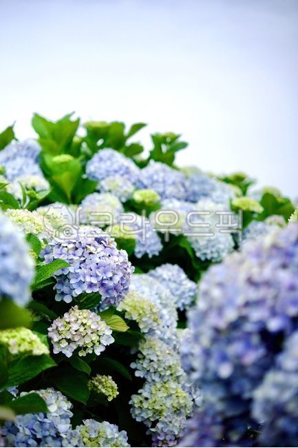 Hydrangea,summer flower,hydrangea,purple hydrangea,sky blue hydrangea,blue hydrangea,blue flower,hydrangea festival,hydrangea field,hydrangea bouquet,flower,flower,emotion,summer,nature,nature
