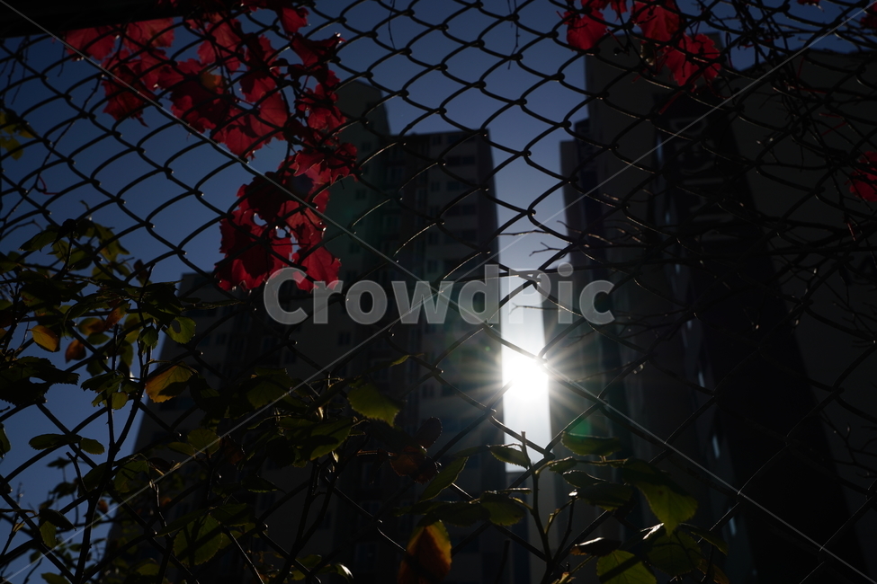 빛,햇살,느낌,감성,식물,생명,잎,나무,색감,풍경,햇빛,자연,도시,풍경,city,landscape,한국도시풍경,한국도시경관,korea cityscape,light,flare,플레어