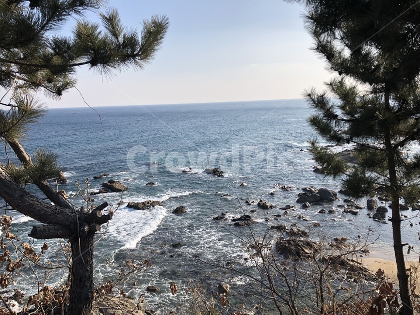 나무,바다,겨울바다,소나무,겨울나무,파도,겨울,자연,풍경,nature,landscape,sea,outdoors,옥외,ocean,대양,water,물,promontory,곶