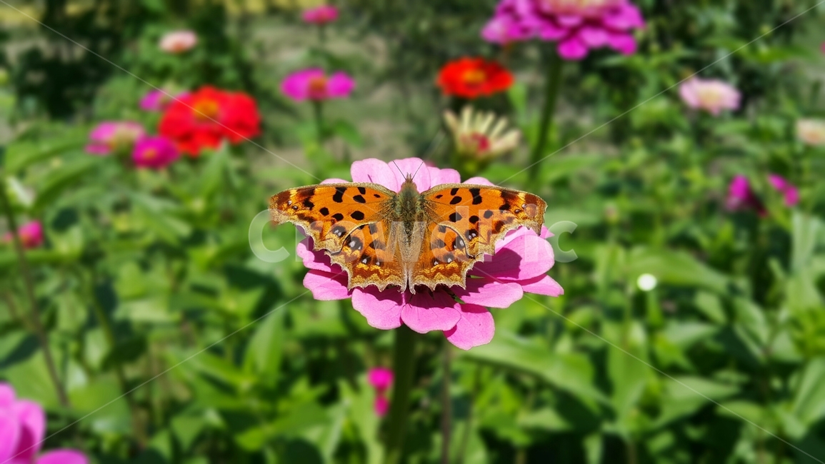 정원,곤충,꿀벌,수분,자연,화분,시즌,야생생물,꽃,꿀,식물,꽃잎,flora,garden,insect,bee,pollination,nature,pollen,season,wildlife,flower,honey,plant,petal