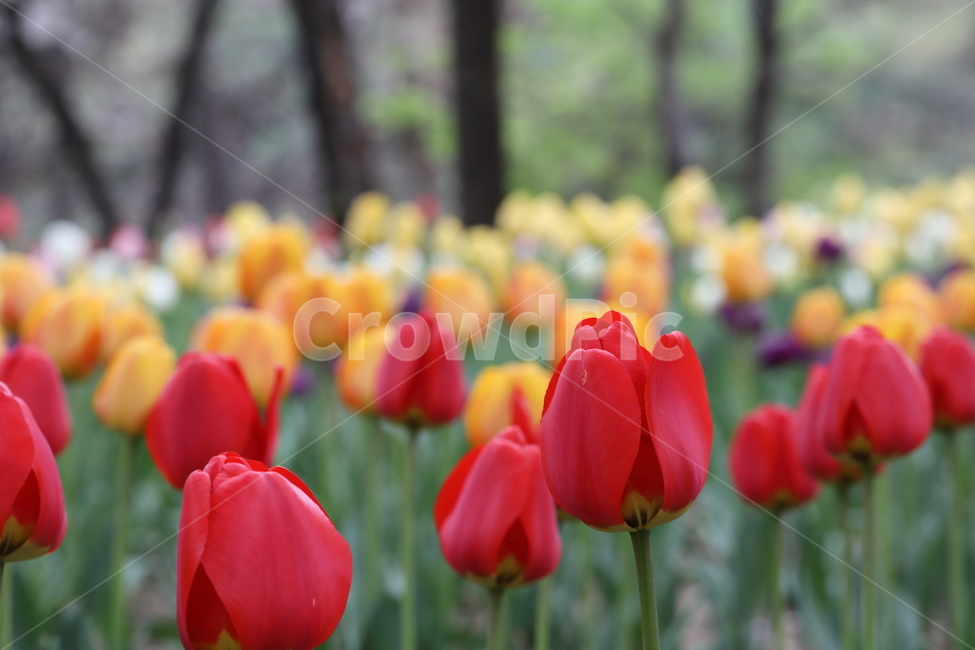 꽃,튤립,꽃길,꽃밭,봄,계절,공원,자연,풍경,색깔,flowers,tulips,spring,field,park,landscape,nature,colors,colorful,season,봄날,봄,계절,spring,season,식물,자연,plants,nature,꽃,flower,plant,blossom