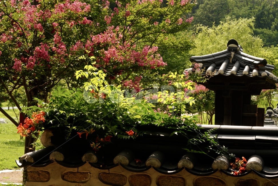 능소화,꽃,나무,여름,풍경,fiower,nature,tree,summer