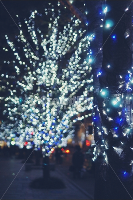 보케,boke,전구,전등,크리스마스,christmas,밤,night,나무,거리,겨울,winter,road,town,도시,city,야경,밤,풍경,nightscape,night,landscape,감성,sensible,feeling